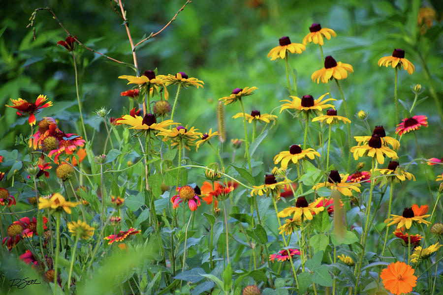 Wildflowers Photograph - Wildflower Symphony by Rod Seel