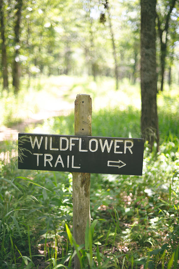 Wildflower trail Photograph by Jordan Parks Photography