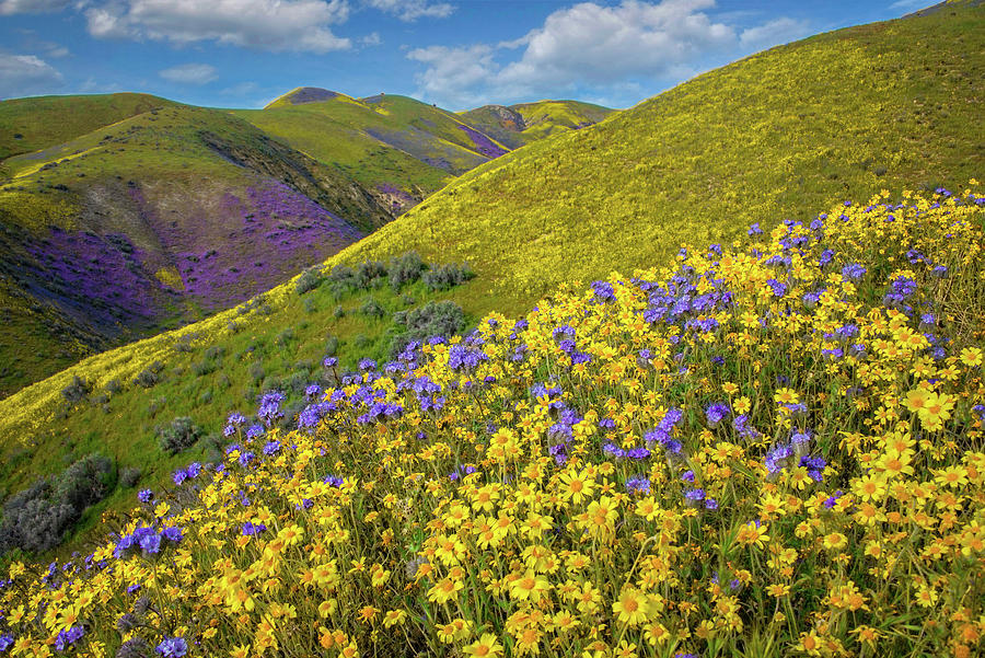 Wildflower Treasures in the Temblors Photograph by Lynn Bauer