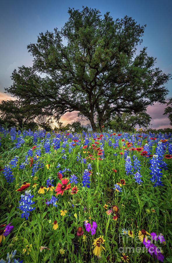 Wildflower Tree Photograph by Inge Johnsson