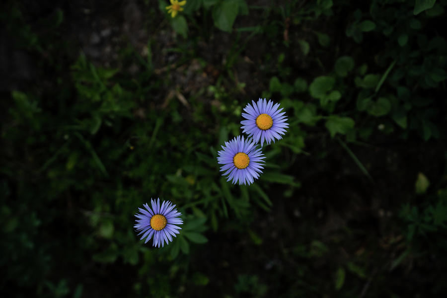 Wildflower Trio Photograph