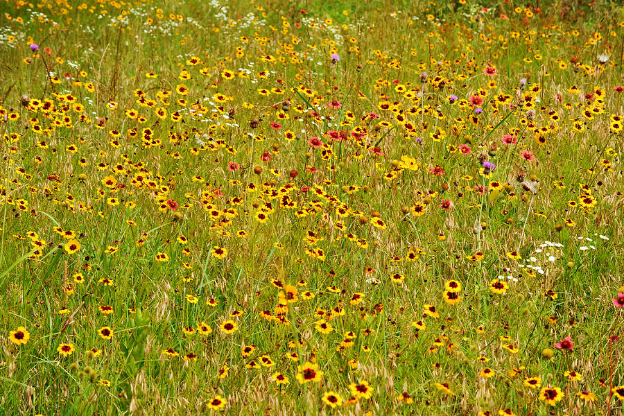 Wildflower Variety In Meadow Photograph