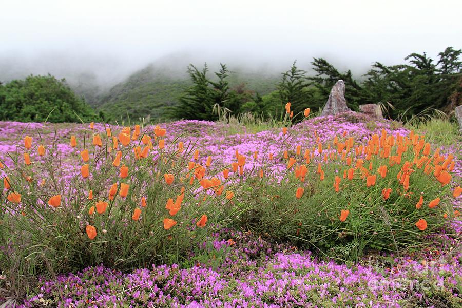 Wildflower Wilderness Photograph by Suzanne Oesterling