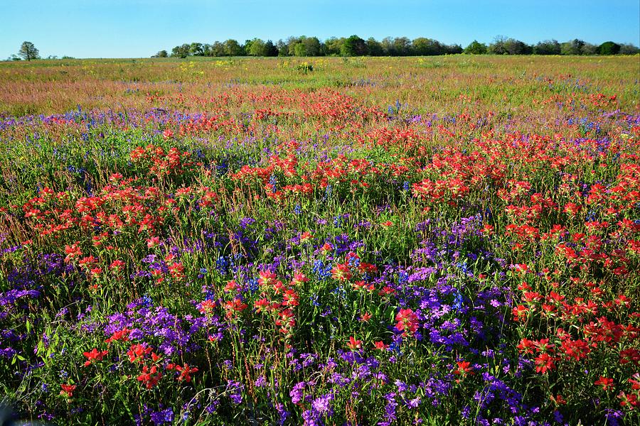 Wildflower Wonders of the Texas Hill Country Photograph by Lynn Bauer