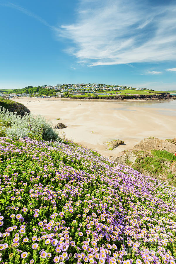 Wildflowers above Polzeath beach, Cornwall Photograph by Justin Foulkes ...