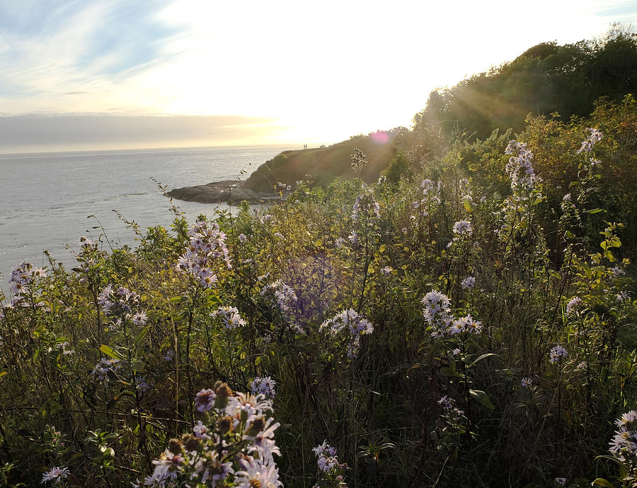 Wildflowers Above Sea Photograph by Silentfoto