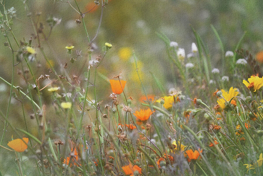 California Poppy Mixed Media - Wildflowers Abstract I by Linda Brody