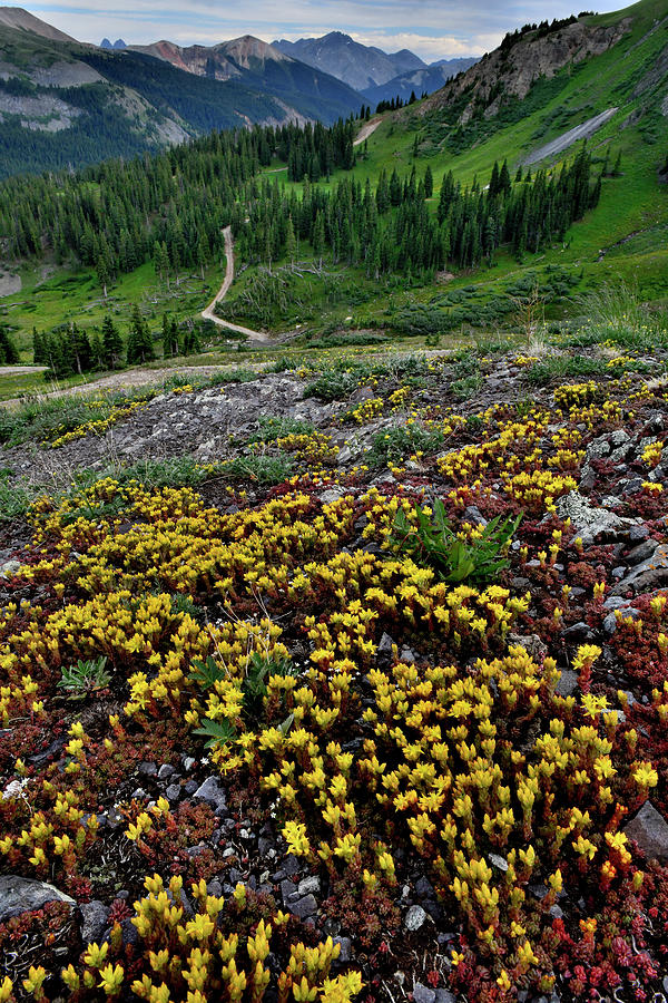 Wildflowers along Road to Black Bear Pass Photograph by Ray Mathis