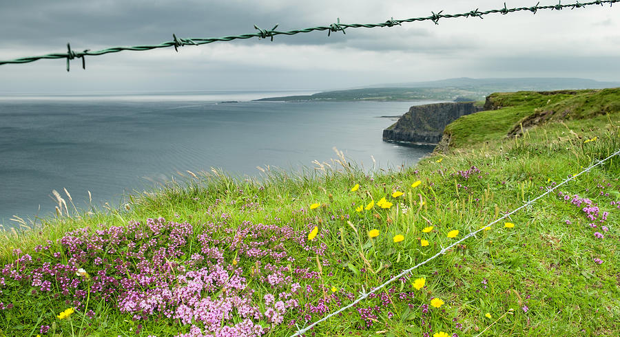 Wildflowers along the coastal trail above the Cliffs of Moher Photograph by David L Moore
