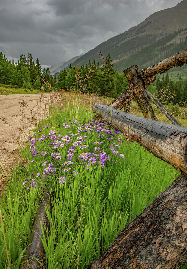 Wildflowers Along the Fence, Rocky Mountains Photograph by Marcy Wielfaert