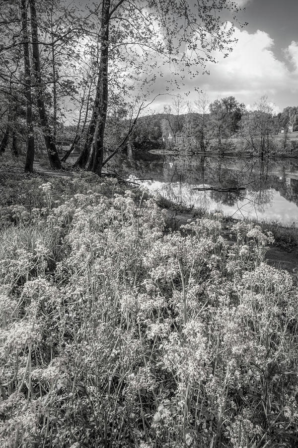 Wildflowers along the River Black and White Photograph by Debra and Dave Vanderlaan