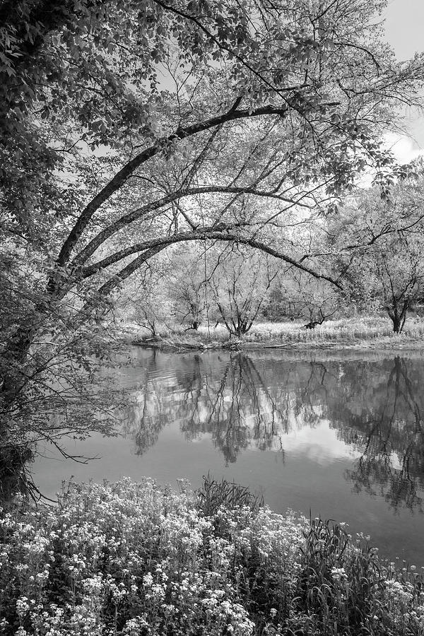 Mountain Photograph - Wildflowers along the Rivers Edge in Black and White by Debra and Dave Vanderlaan