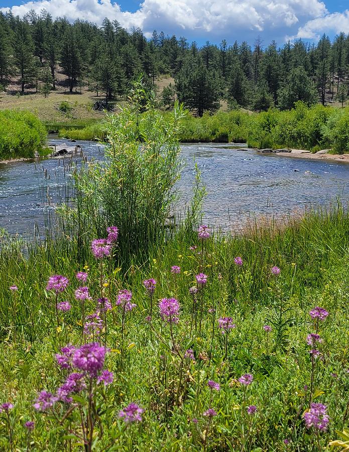 Flower Photograph - Wildflowers Along the South Platte River by Jennifer Forsyth