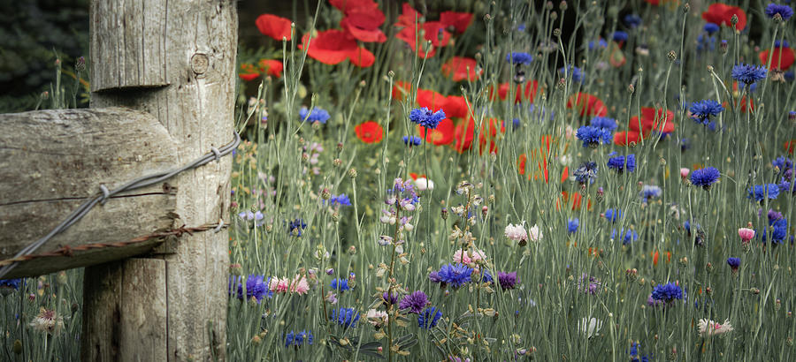 Wildflowers Alongside the Fence Photograph by Don Schwartz
