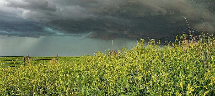Wildflowers and a Storm  Photograph by Ally White