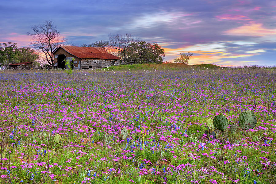 Wildflowers and an Old Barn 3291 Photograph by Rob Greebon