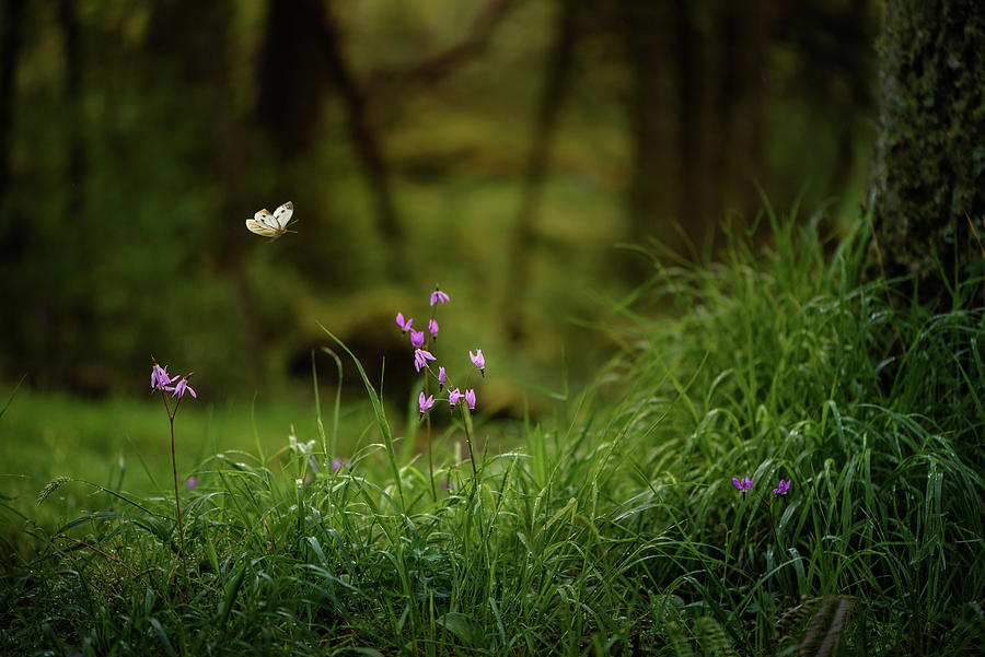 Wildflowers and Butterfly in Grass Photograph by Naomi Maya