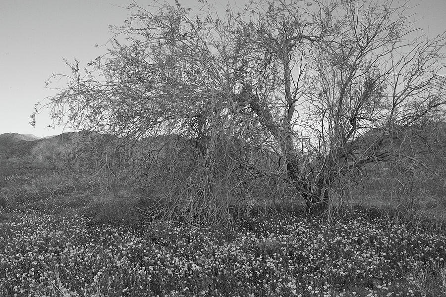 Wildflowers and Desert Ironwood Tree at Joshua Tree National Park - Black and White Photograph by Ram Vasudev