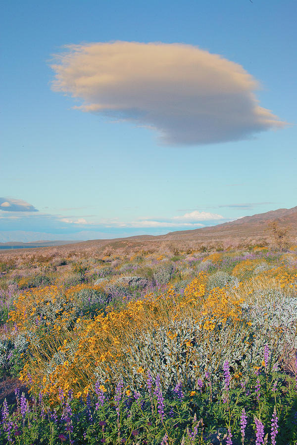 Wildflowers And Lenticular Cloud At Joshua Tree National Park, California Photograph