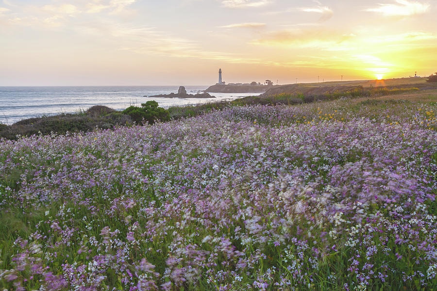 Wildflowers And Lighthouse  Photograph by Jonathan Nguyen