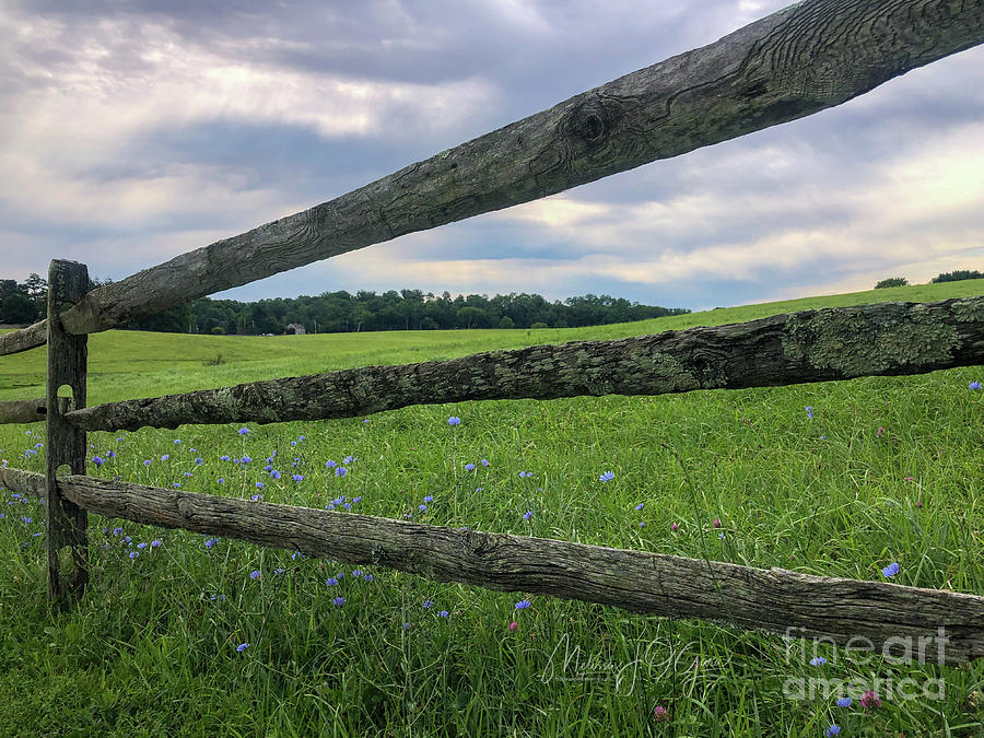 Wildflowers And Meadows Photograph