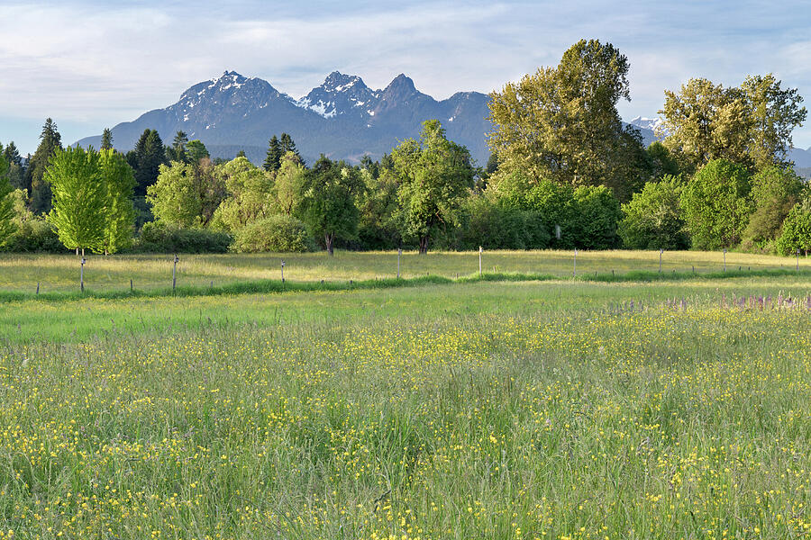 Wildflowers and Mount Blanshard at Derby Reach Photograph by Michael Russell