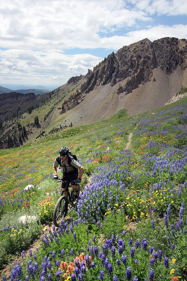 Summer Photograph - Wildflowers and Mountain Biker - Snowbird, Utah - IMG_0208 by Brett Pelletier