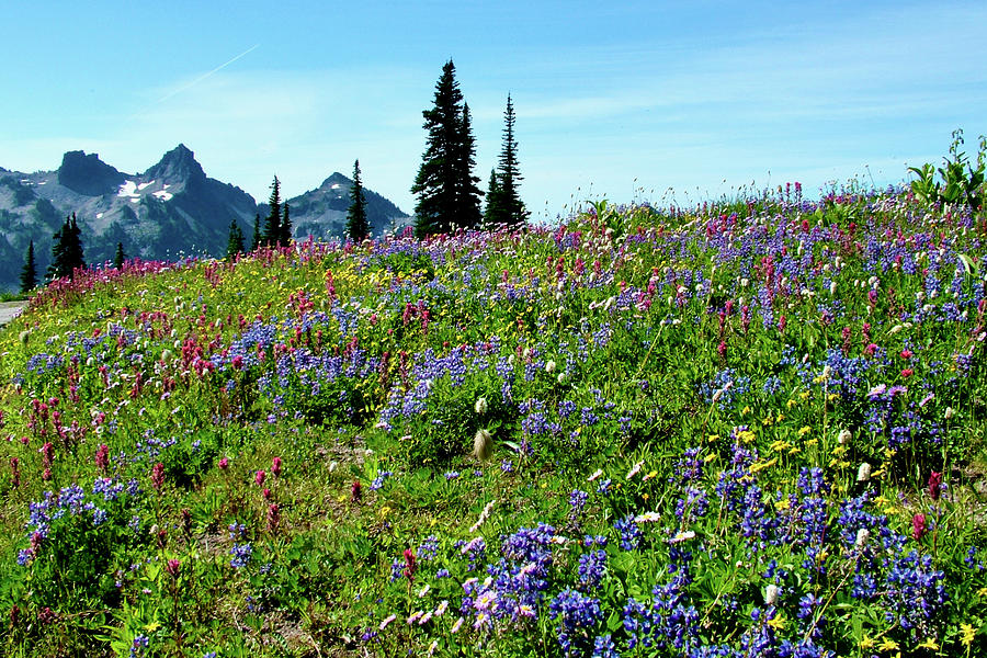 Wildflowers and Mountain from Alta Vista Trail, Mt. Rainier National ...