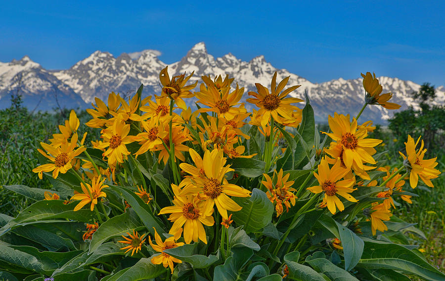 Wildflowers And Mountains Grand Teton Photograph by Dan Sproul