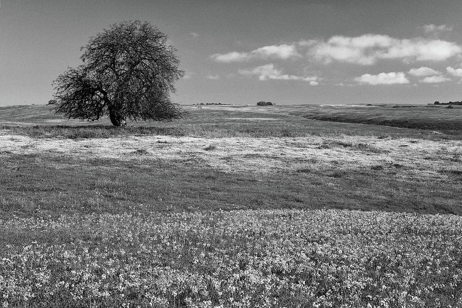 Wildflowers and Oak Tree Monochrome Black and White Photograph by Ram Vasudev