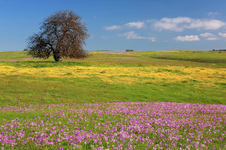 Wildflowers and Oak Tree - Spring in Central California Photograph by Ram Vasudev