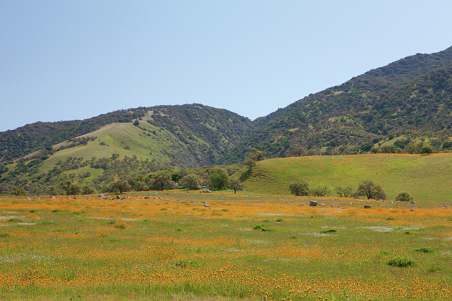 Wildflowers and Oak Trees at Tejon Ranch Photograph by Ram Vasudev