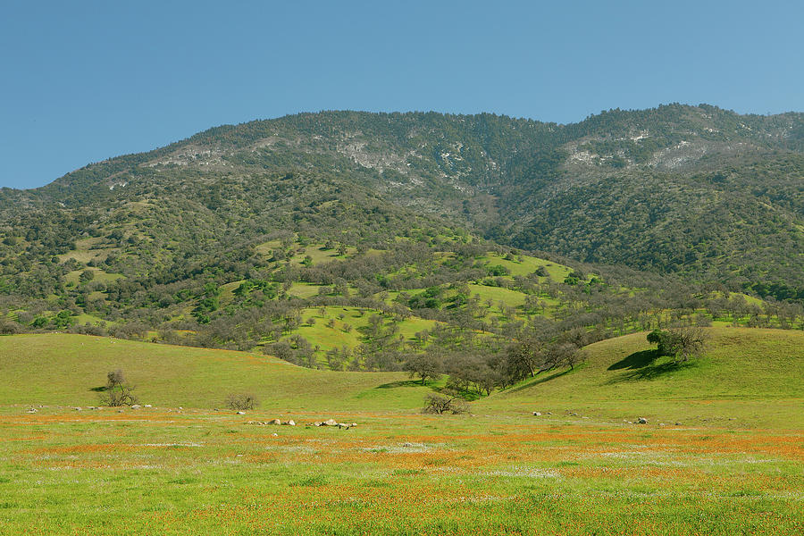 Wildflowers And Oak Trees In Central California Photograph