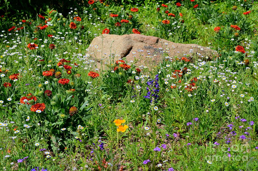Wildflowers And Rock Photograph