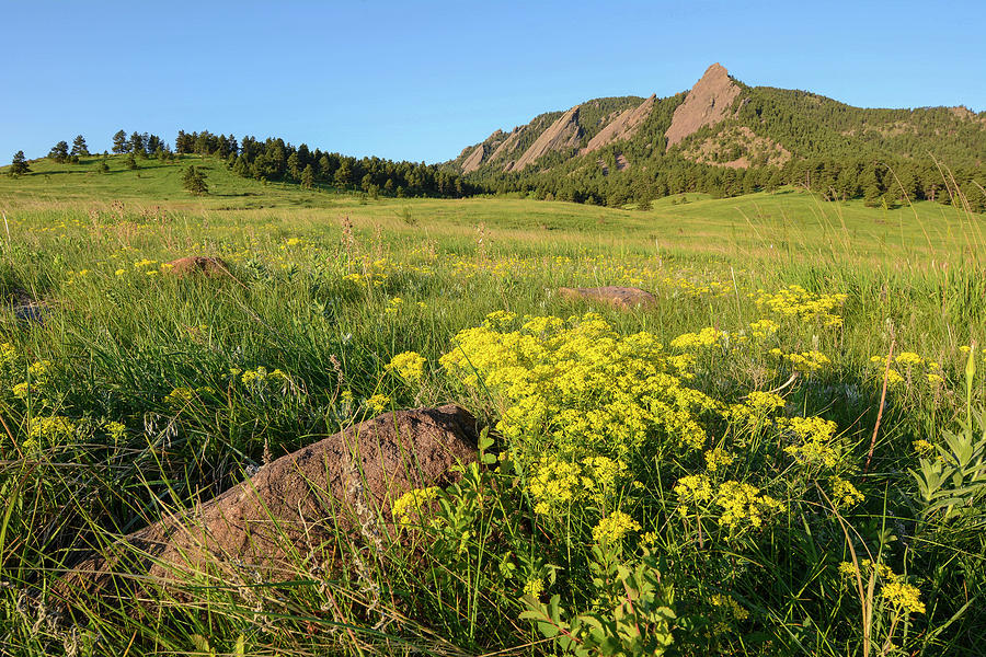Wildflowers and the Boulder Flatirons Photograph by Aaron Spong