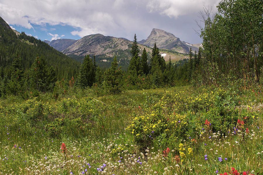 Wildflowers and the Sawtooth Photograph by Aaron Spong