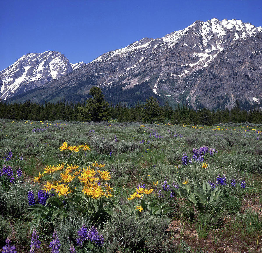 Wildflowers and the Tetons Photograph by James C Richardson