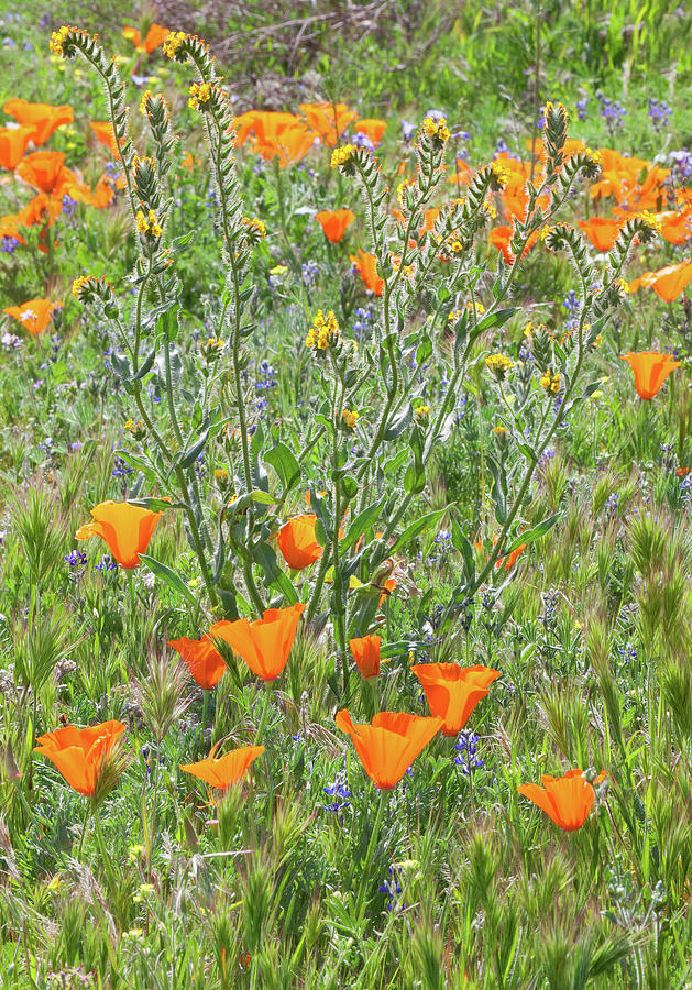 Wildflowers And Wild Grasses - Mojave Desert California Photograph