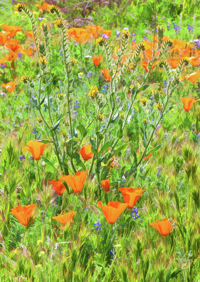 Wildflower Super Bloom - Mojave Desert California Photograph by Ram Vasudev
