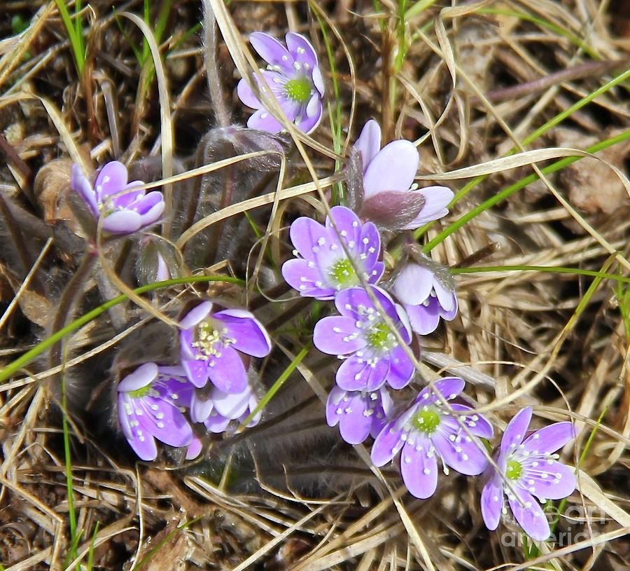 Delicate Wildflowers Photograph by Ann Brown Fine Art America