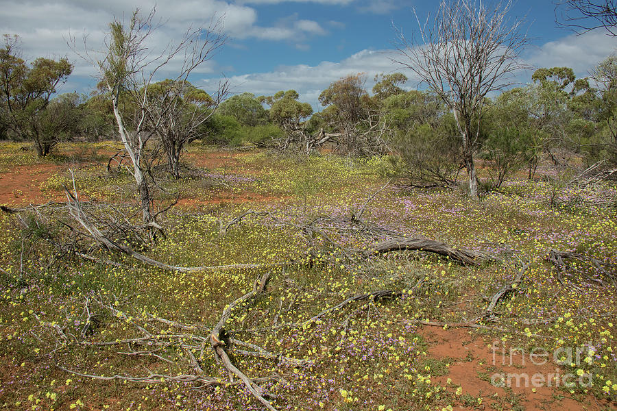 Wildflowers at Coalseam Conservation Park, Nengatty, Western Australia Photograph by Elaine Teague
