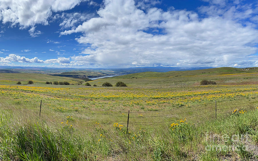 Wildflowers at Dalles Mountain Ranch with Columbia River and Fence Photograph by Carol Groenen