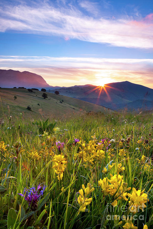 Wildflowers At Dawn - Umbria Italy Photograph