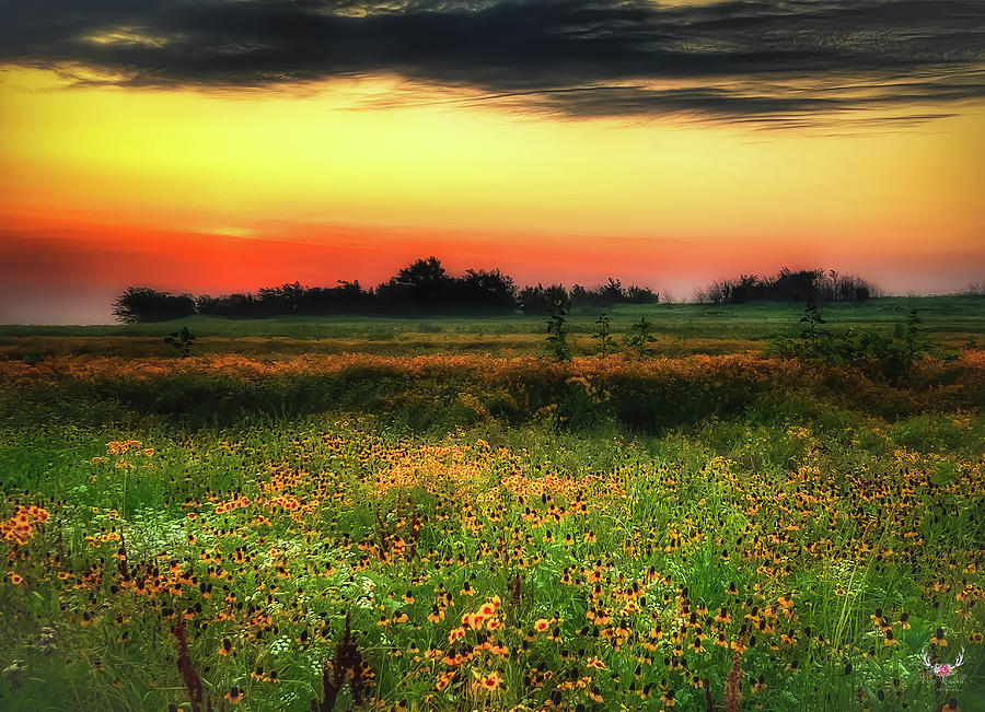 Wildflowers at Dawn Photograph by Pam Rendall