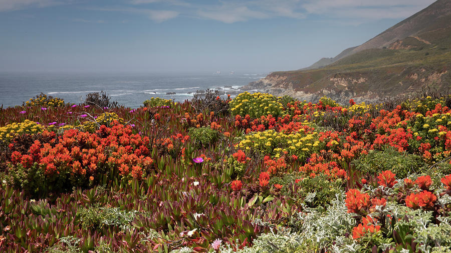 Wildflowers at Garrapato Photograph by Lisa Malecki