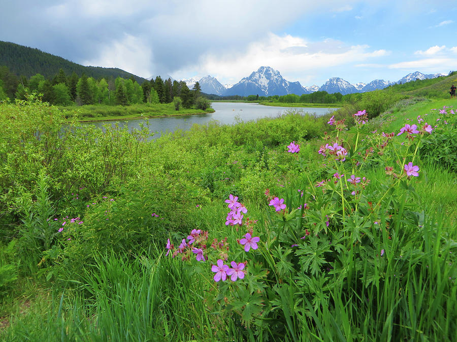 Wildflowers at Grand Teton National Park Photograph by Rick Wilking