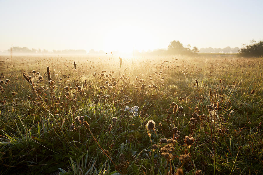 Wildflowers at idyllic landscape and fog during sunrise in the morning, rural scene Photograph by The_burtons