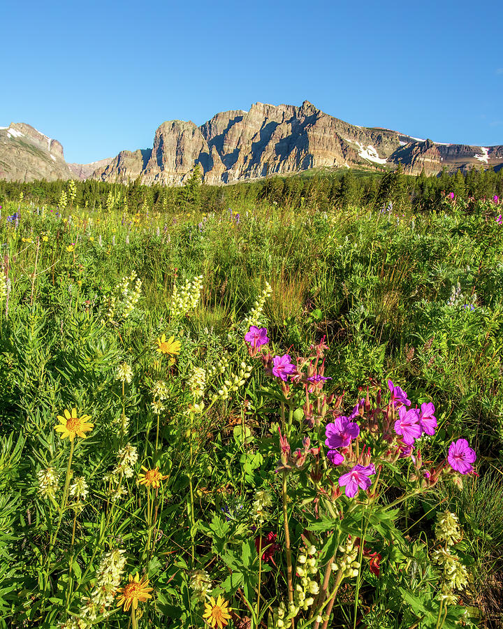 Wildflowers at Many Glacier Photograph by Jack Bell