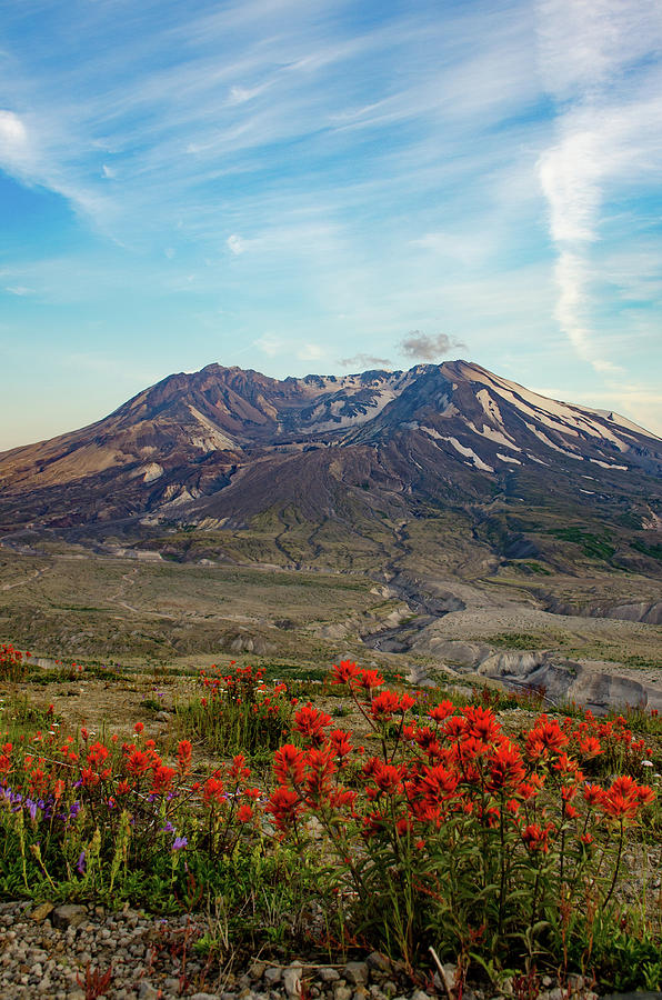 Wildflowers at Mt. St. Helens Photograph by Tim Batog - Fine Art America