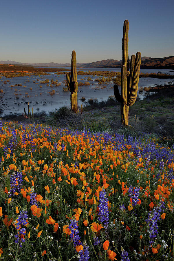 Nature Photograph - Wild Lupines and Poppies at Roosevelt Lake, Arizona by Dave Wilson